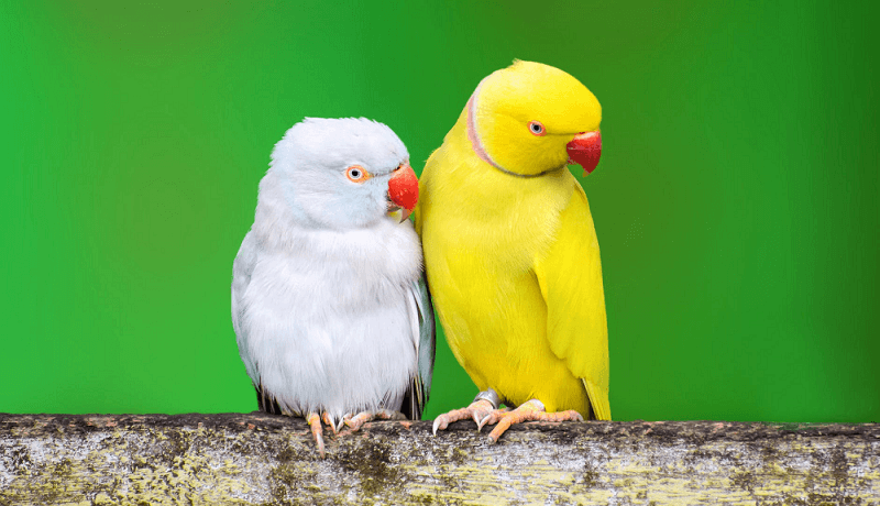 50 noms originaux pour un oiseau
