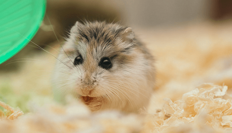 50 noms originaux pour un hamster
