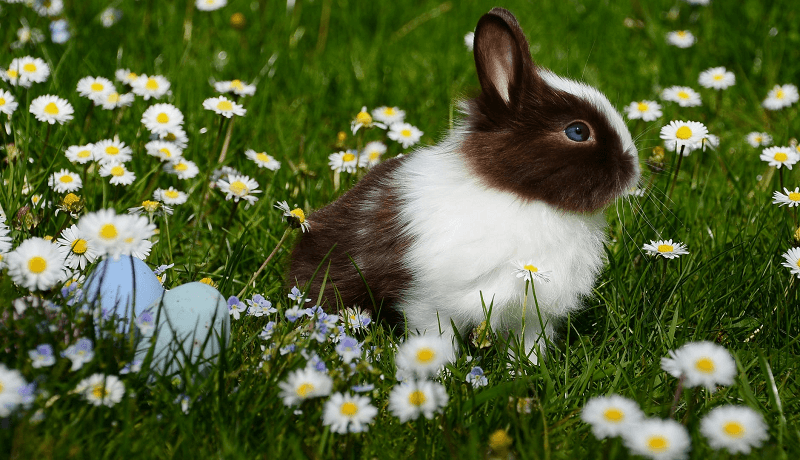 50 noms originaux pour un lapin